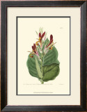 Buy Antique Canna II at AllPosters.com