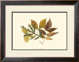 Buy Elm, Spruce, Beech and Ash at AllPosters.com