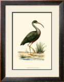 Water Birds II