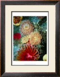 Graphic Sea Anemone III