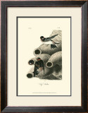 Cliff Swallow