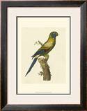 Buy Crackled Antique Parrot I at AllPosters.com