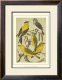 Pet Songbirds III