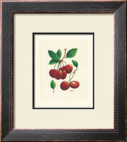 Buy Cherries at AllPosters.com