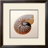 Buy Nautilus at AllPosters.com