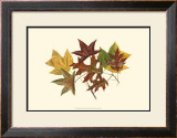 Buy Tulip Tree, Gum and Scarlet Oak at AllPosters.com