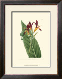 Buy Antique Canna IV at AllPosters.com