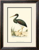 Water Birds I