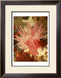 Graphic Sea Anemone I
