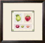 Buy Antique Fruits at AllPosters.com