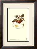 Buy Pear, Bellifsime d'Ete at AllPosters.com