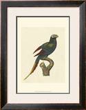 Buy Crackled Antique Parrot III at AllPosters.com