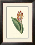 Buy Antique Canna III at AllPosters.com