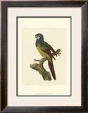 Buy Crackled Antique Parrot IV at AllPosters.com