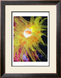 Graphic Sea Anemone II