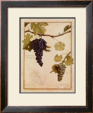 Buy Cabernet Sauvignon at AllPosters.com