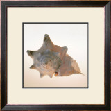 Buy Conch at AllPosters.com