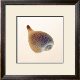 Fig Shell