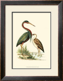 Water Birds III