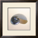 Polished Nautilus