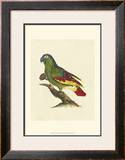 Buy Crackled Antique Parrot II at AllPosters.com