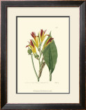 Buy Antique Canna I at AllPosters.com