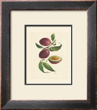 Buy Plums at AllPosters.com
