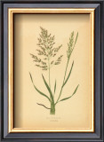 Buy Grasses at AllPosters.com