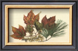 Buy Red Maple at AllPosters.com