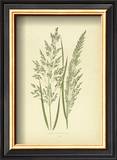 Buy Grasses at AllPosters.com
