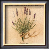 Buy Lavender at AllPosters.com