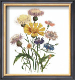 Buy Centaurea Crocadylium at AllPosters.com