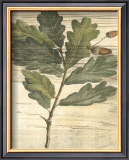 Buy Weathered Oak Leaves II at AllPosters.com
