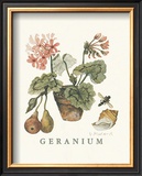 Buy Geraniums at AllPosters.com