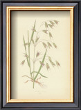 Buy Grasses at AllPosters.com