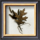 Buy Oak Leaf at AllPosters.com