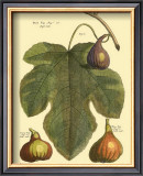 Buy Fig Leaf II at AllPosters.com