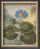 Buy The Blue Egyptian Water-Lily at AllPosters.com