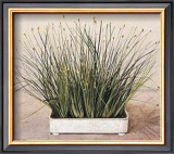 Buy Bare Grass II at AllPosters.com