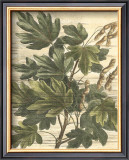 Buy Weathered Maple Leaves I at AllPosters.com
