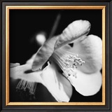 Quince Blossoms II
