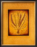 Fern Rhythms