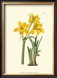 Buy Yellow Narcissus I at AllPosters.com