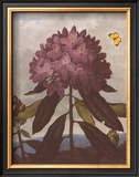 The Pontic Rhododendron