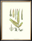 Buy Fossil Flora V at AllPosters.com