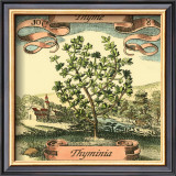 Thyme