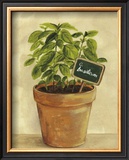 Buy Basilcum at AllPosters.com