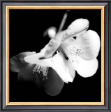 Quince Blossoms I
