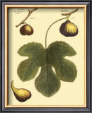 Buy Fig Leaf I at AllPosters.com