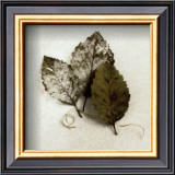 Buy Alder at AllPosters.com